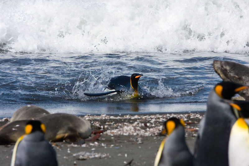 King Penguin Arriving On Beach